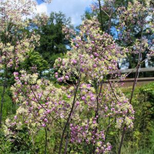 Thalictrum 'Elin' 