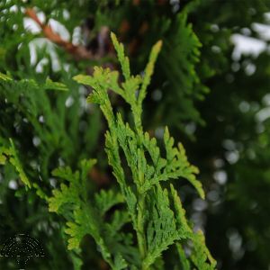 Thuja occ. 'Degroot's Spire'