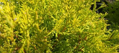 Thuja occ. 'Golden Globe'