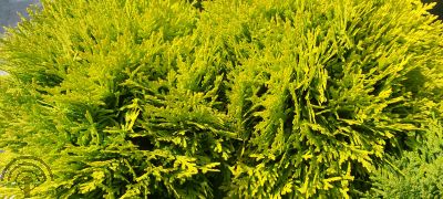 Thuja occ. 'Mirjam'®