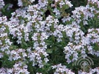 Thymus vulgaris