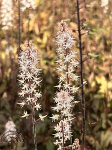 Tiarella 'Spring Symphony'®