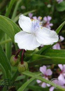 Tradescantia (A) 'Innocence'