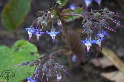 Trachystemon orientalis