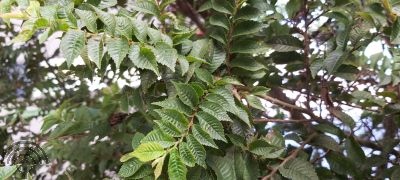 Ulmus minor 'Jacqueline Hillier'