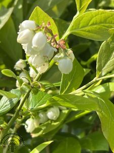 Vaccinium cor. 'Bluecrop'