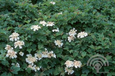 Viburnum opulus