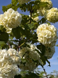 Viburnum opulus 'Roseum'