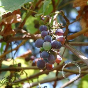 Vitis vinifera 'Purpurea'