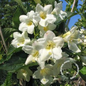 Weigela 'Bristol Snowflake'