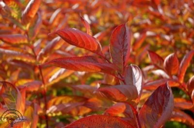 Weigela 'Wings of Fire' ®