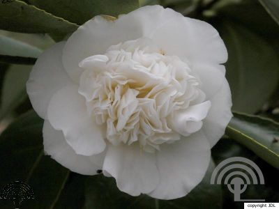 Camellia j. 'Powder Puff'