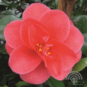Camellia ret. 'Mary Williams'