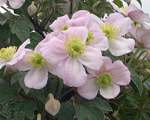 Clematis 'Chrysocoma'