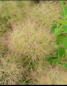 Cotinus cog. 'Young Lady'®