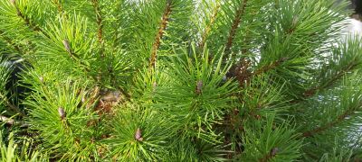 Pinus mugo 'Mughus'