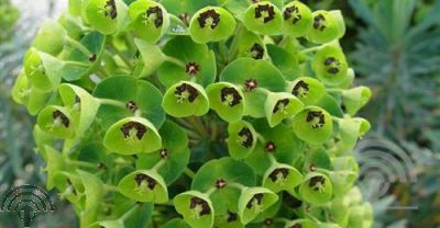 Euphorbia char. 'Black Pearl'