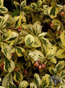 Euonymus fort. 'Radicans'