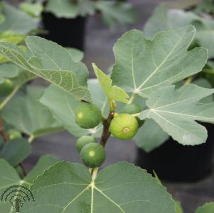 Ficus carica 'Kadota'