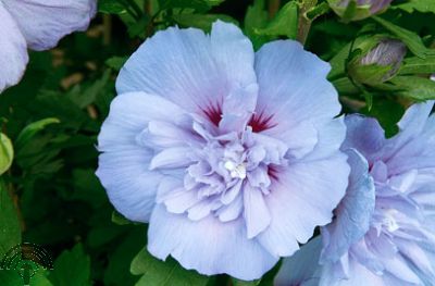 Hibiscus syr. 'Blue Chiffon'