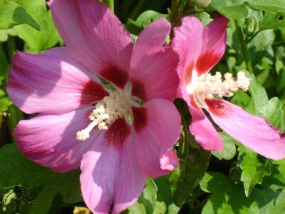 Hibiscus syr. 'Pink Giant' ®