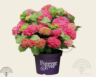 Hydrangea macr. 'Forever & Ever'® - red