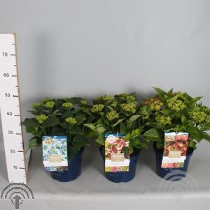Hydrangea macr. Magical®  Four Seasons 'Amethyst' 