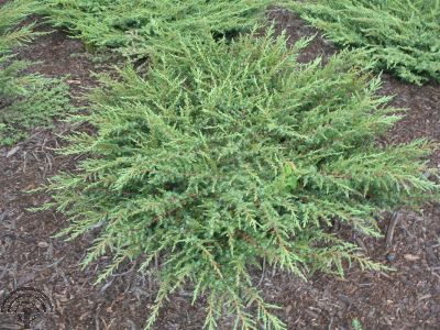Juniperus com. 'Green Carpet'