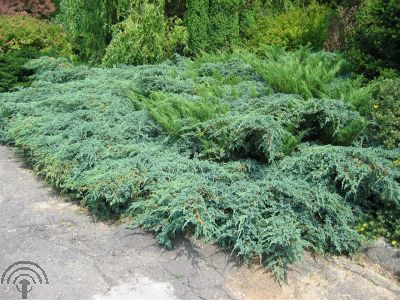 Juniperus med. 'Pfitzeriana'
