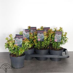 Leucothoe ax. 'Curly Red'®