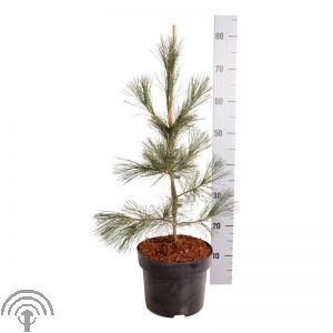Pinus monticola 'Ammerland'