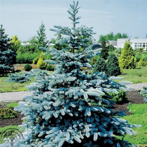 Picea pung.'Koster'