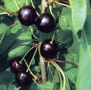Prunus avium 'Kordia'