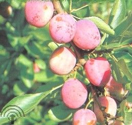 Prunus d. 'Opal'