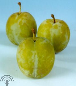Prunus d. 'Reine Claude d'Oullins'