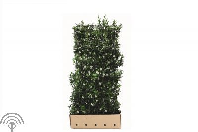 Quick Hedge - Trachelospermum jasminoides