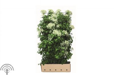 Quick Hedge - Hydrangea anomala 'Petiolaris'