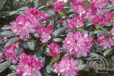 Rhododendron (Y) 'Blurettia'