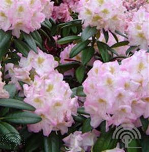 Rhododendron (GH) 'Brigitte'