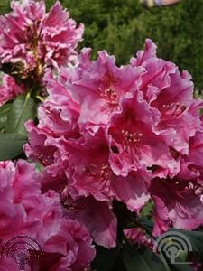 Rhododendron 'Claudine'