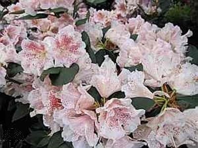 Rhododendron 'Double Dots'