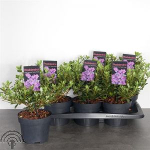 Rhododendron (AJ) 'Geisha Purple' (='Fumiko')