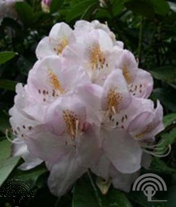 Rhododendron (GH) 'Gomer Waterer'