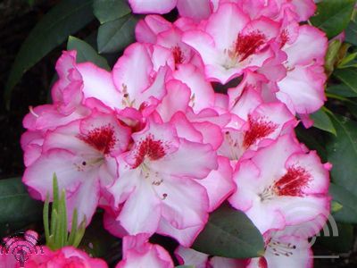 Rhododendron 'Hachmann's Charmant'®