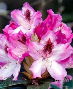 Rhododendron (GH) 'Helen Martin'