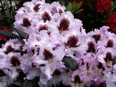 Rhododendron 'Pinguin'