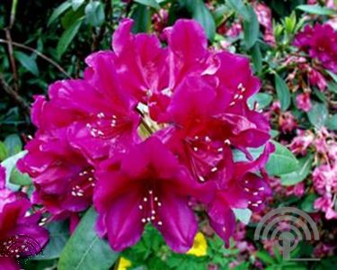 Rhododendron (GH) 'Polarnacht'