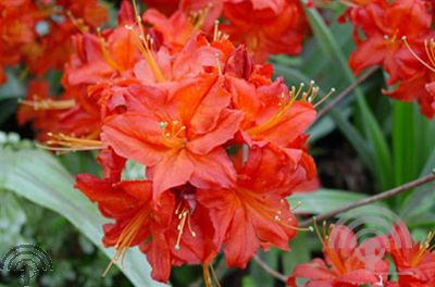 Rhododendron (AK) 'Satan'