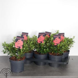 Rhododendron (AJ) 'Satschiko' (='Geisha Orange')
