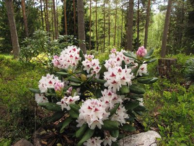 Rhododendron (GH) 'Schneeauge' 